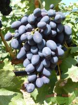 blaue Traube Kodrianka kernarm ca 60 - 80 cm hoch